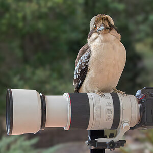 Laughing Kookaburra.jpg