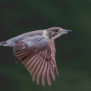 Grey Butcherbird.jpg