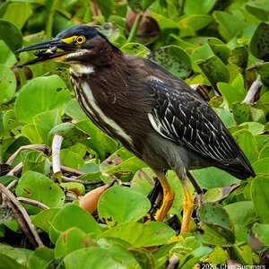 2026-021-006 KWPC Brazos Bend SP.jpg