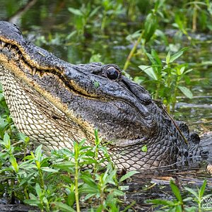 Media '2026-021-080 KWPC Brazos Bend SP.jpg' in category 'Wildlife'