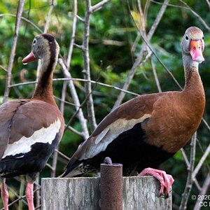 2026-021-097 KWPC Brazos Bend SP.jpg