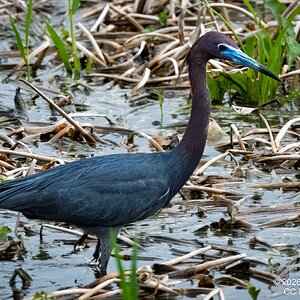 2026-021-121 KWPC Brazos Bend SP.jpg