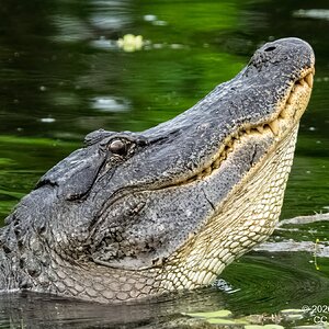 2026-021-123 KWPC Brazos Bend SP.jpg