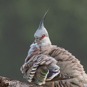 Crested Pigeon.jpg