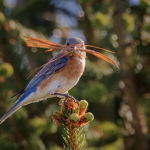 Nesting Bluebird-4.jpg
