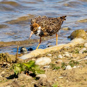 Ruff Minsmere R7-019886.jpg