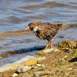 Ruff Minsmere R7-019887.jpg
