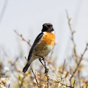 Stonechat Minsmere R7-019869.jpg
