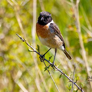 Stonechat Minsmere R7-019876.jpg
