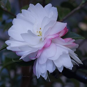 Camellia sasanqua 'Paradise Blush'