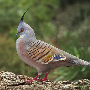 Crested Pigeon.jpg