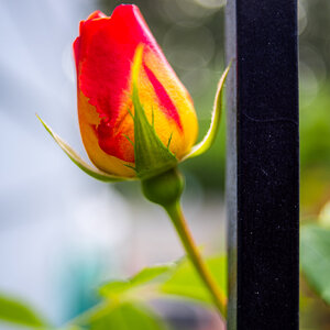 4P9A9817.jpg