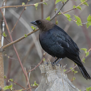 R7_G3455 Brown-headed Cowbird-Edit.jpg