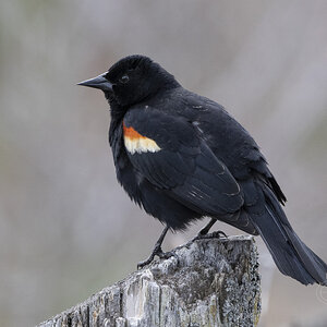 R7_G3402 Red-winged Blackbird.jpg