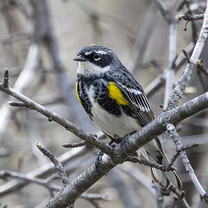 R7_G3366 Yellow-rumped Warbler.jpg