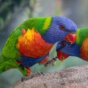 Rainbow Lorikeets.jpg