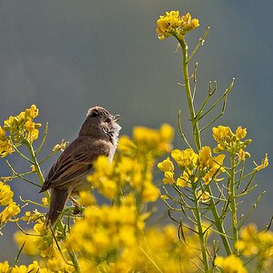 C83A2586_openWith_DxO.jpg