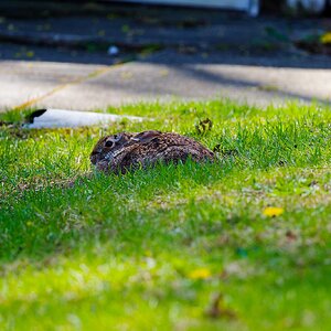 IMG_1551_M_DxO.jpg