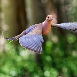 Dove in Flight.jpg