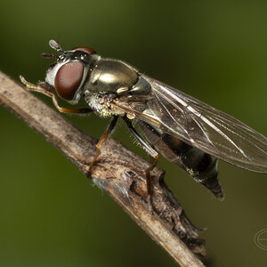 R7_G4174 Hoverfly.jpg