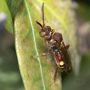 R7_G4220 Cuckoo Bee - stacked.jpg