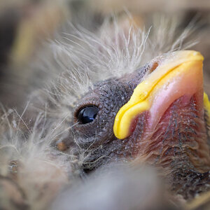 FrontPorch_BabyRobin-1.jpg