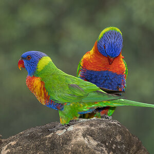 Rainbow Lorikeets Courting.jpg