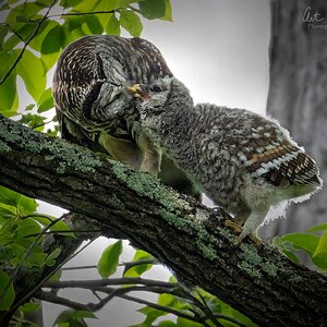squirrelfordinnervinSM.jpg