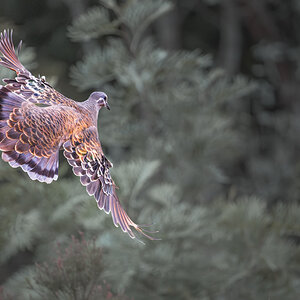 Common Bronzewing in Flight.jpg