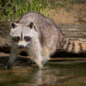 RockyRacoonSM.jpg
