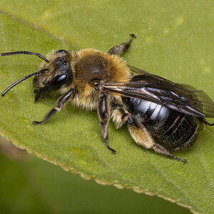 R7_G4225 Mining bee - Andrena sp.jpg