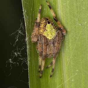 R7_F7357 Garden Orb Weaver Spider - day.jpg