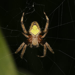 R7_F7431 Garden Orb Weaver Spider - night.jpg