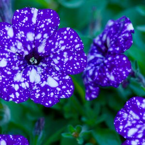 IMG_1611_DxO.jpg