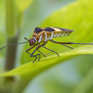 R7_F8757 Leaf-footed Bug - Hypselonotus interruptus.jpg