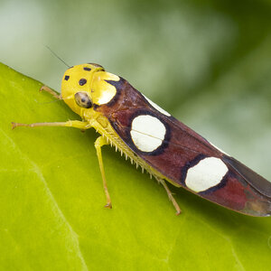 R7_F8651 Leafhopper (sharpshooter), Erythrogonia laudata.jpg