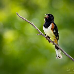 towheetimefinalVINsm.jpg