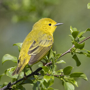 R7_G6654 Yellow Warbler.jpg