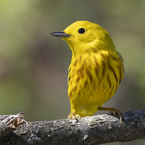 R7_G6641 Yellow Warbler.jpg
