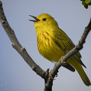 R7_G6520 Yellow Warbler.jpg
