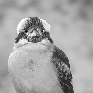 Laughing Kookaburra B&W 02..jpg