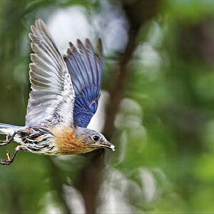 BBirdSM.jpg