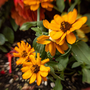 4P9A0230.jpg