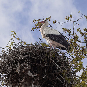 2622_White Stork.jpg