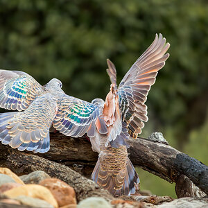 Common Bronzewings.jpg