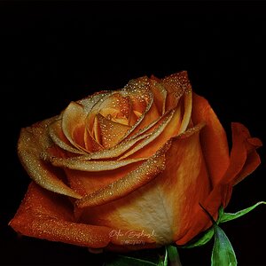 Untitled-31.jpg