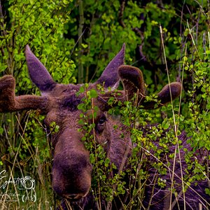 RMNP_05302026_MOOSE_CAMO_JHEL3455.jpg