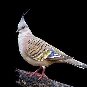 Crested Pigeon.jpg