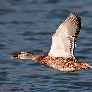 Ultiduck.jpg