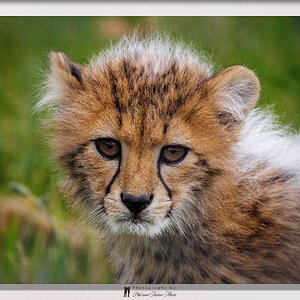 RF-S-CCubs-03.jpg